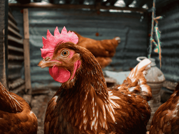 tojotyuk-2-zacsko-tojotap-ajandek_image_01