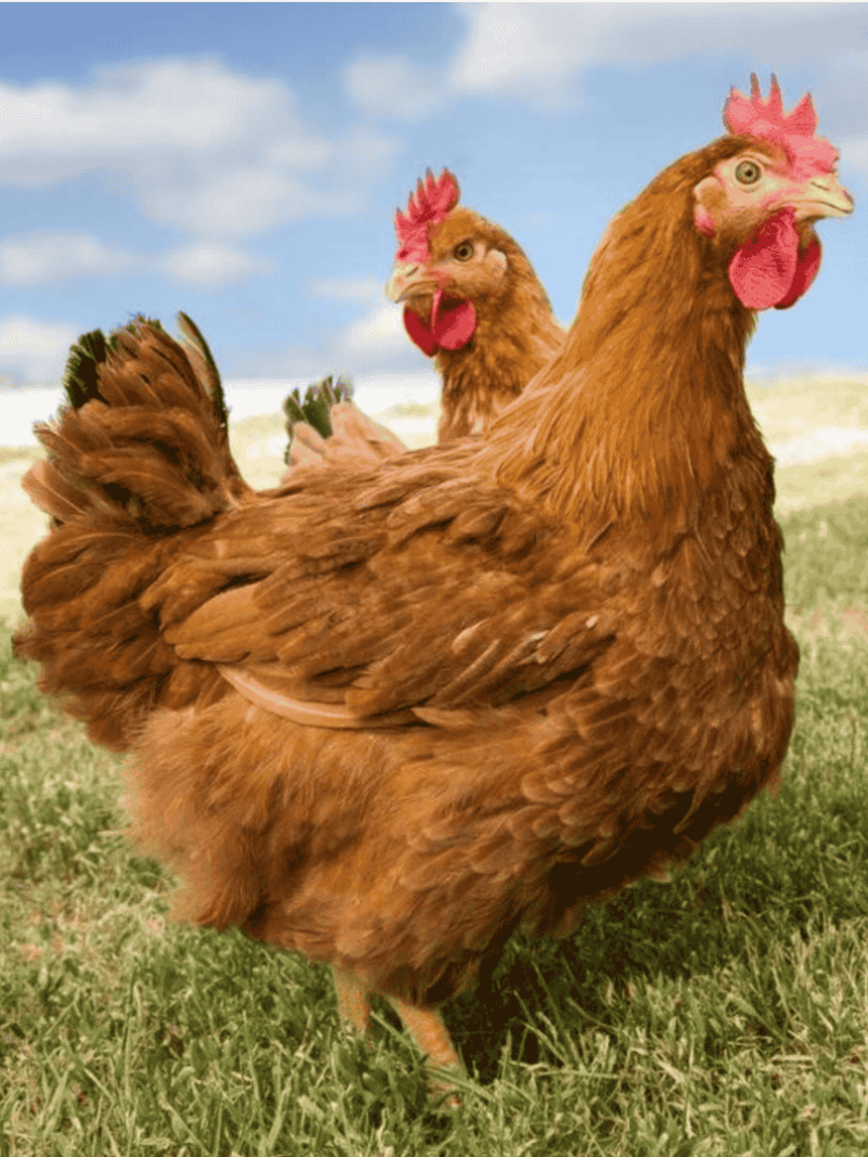 csaladi-udvar-csomag_image_02