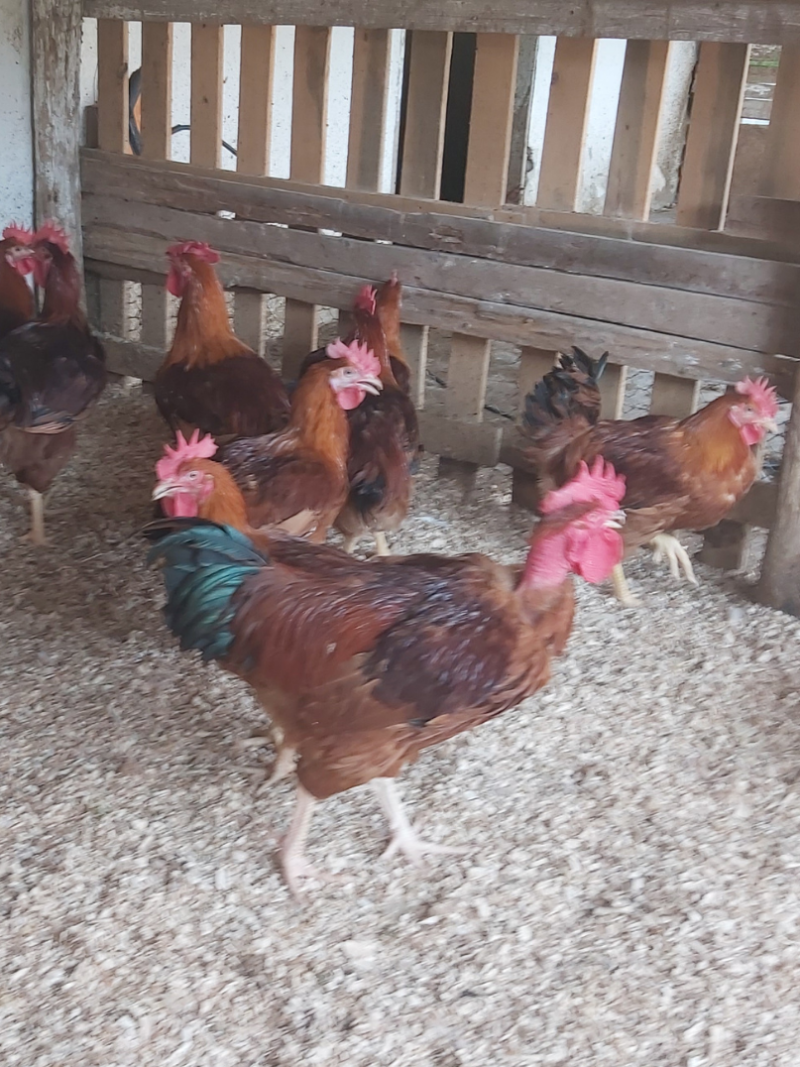 csaladi-udvar-csomag_image_03