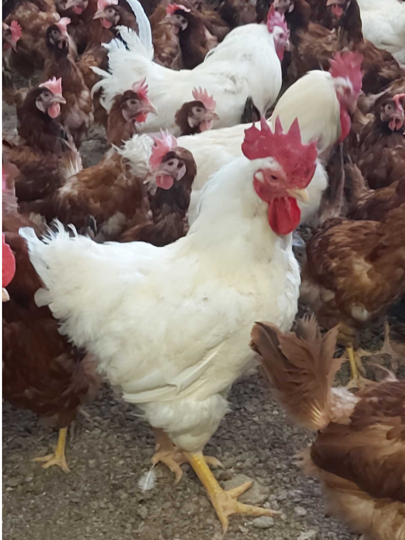 csaladi-udvar-csomag_image_04