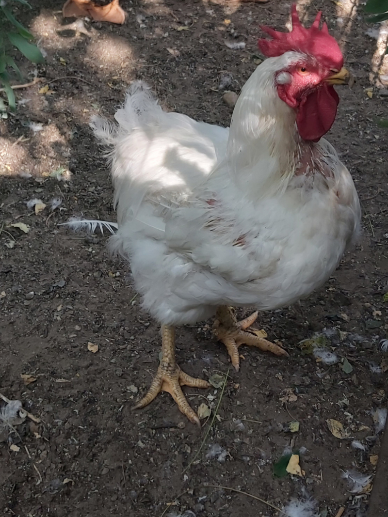 csaladi-udvar-csomag_image_05