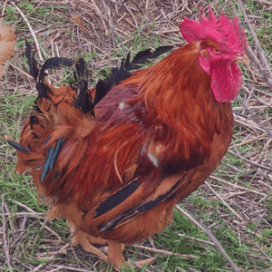 csaladi-udvar-csomag_image_06