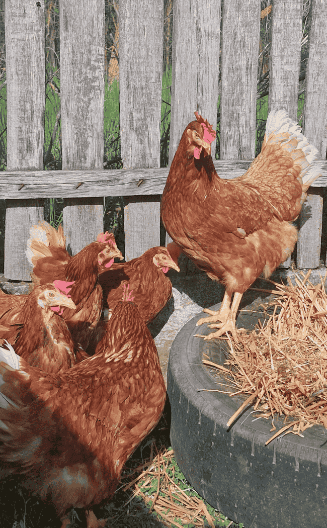 csaladi-udvar-csomag_image_07