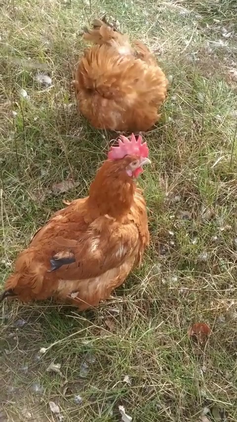 csaladi-udvar-csomag_video_01