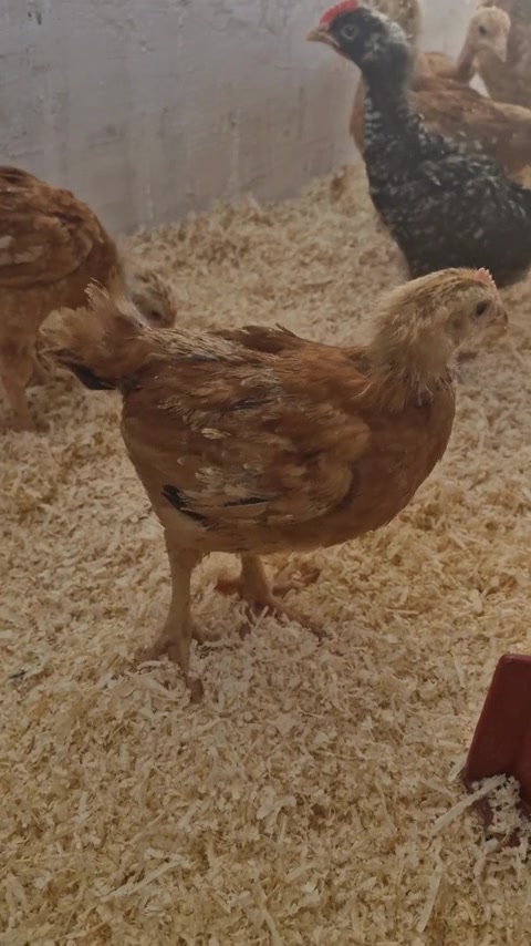 elonevelt-csirke_video_02