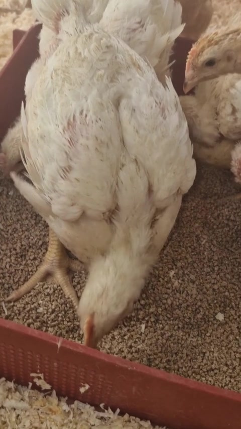 elonevelt-csirke_video_03