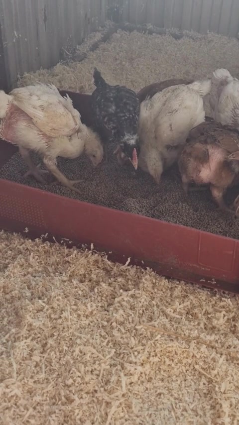 elonevelt-csirke_video_04