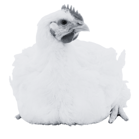 feher-vagocsirke_icon_image