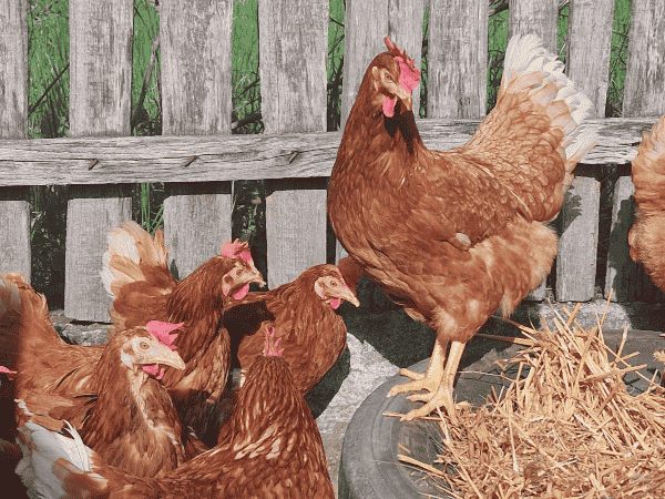 tojotyuk-2-zacsko-tojotap-vagy-5db-tyuk-ajandek_main_image